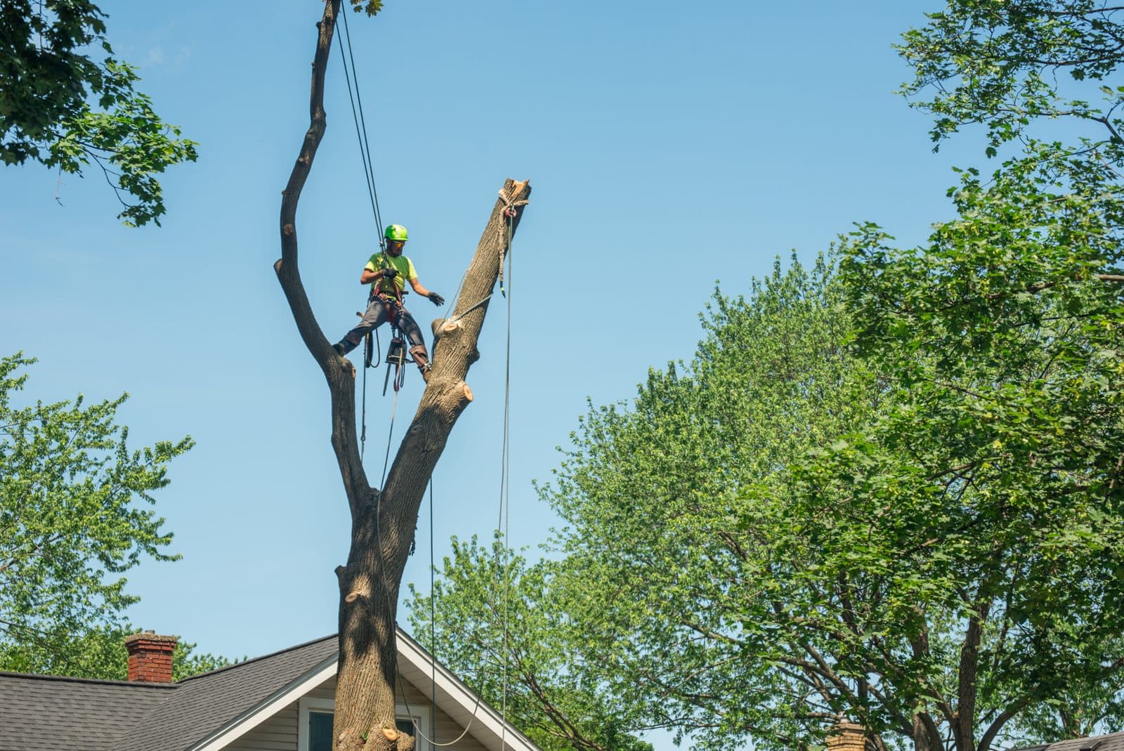 Arborist in a harness and helmet climbing a tall tree beside a house