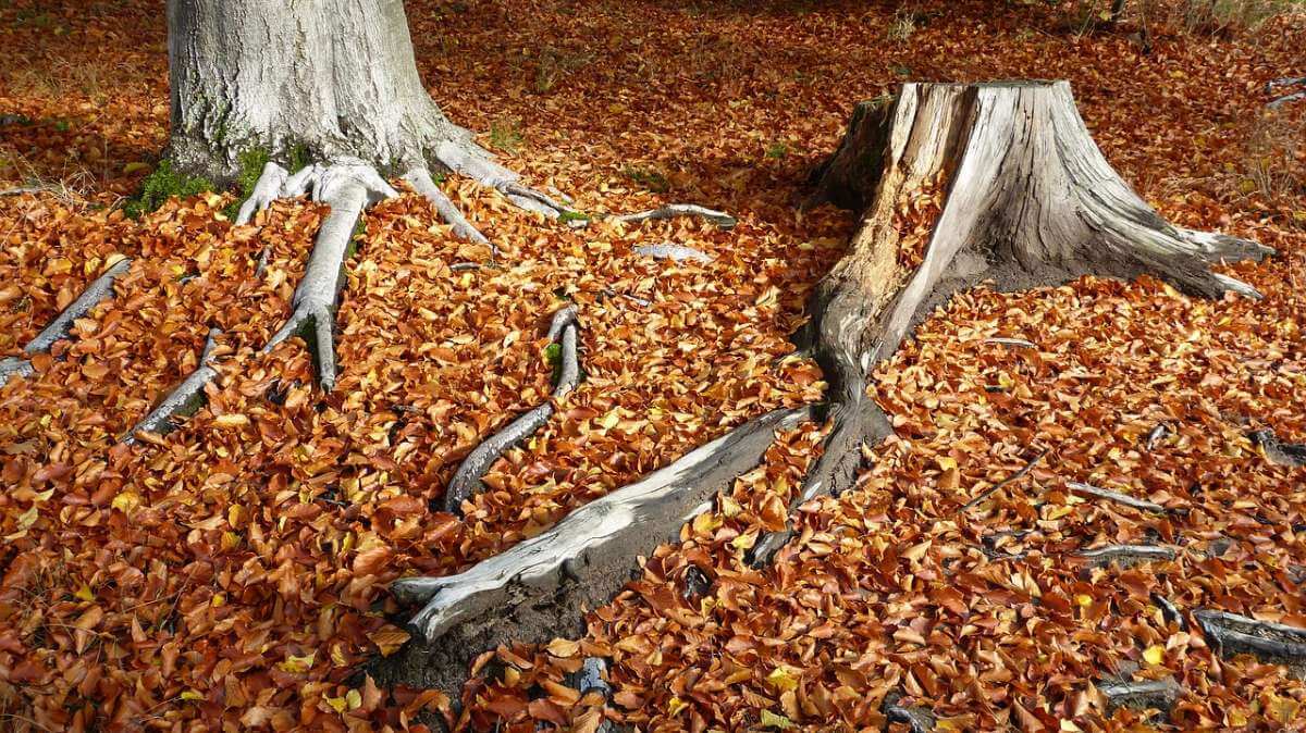 How to Hide Tree Roots Effectively | American Arbor Care