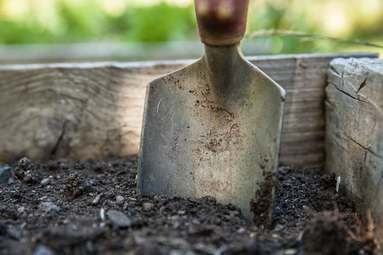 Tips to Reducing Soil Compaction Around Trees | American Arbor Care