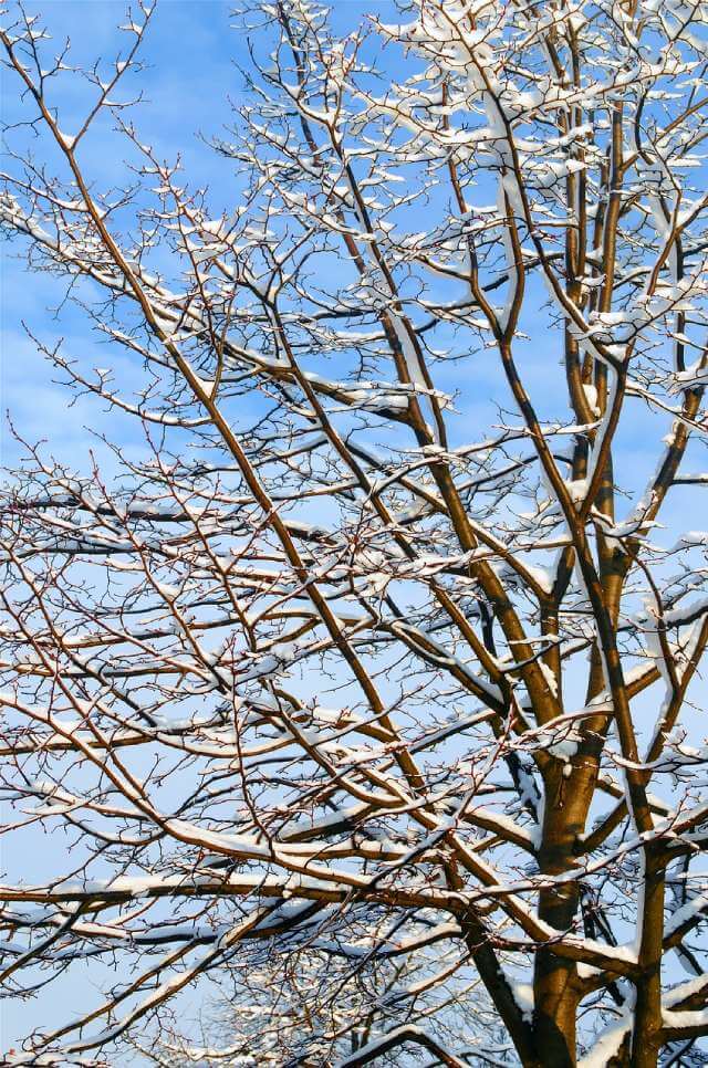 Storm Damage Tree Cleanup Tips | American Arbor Care