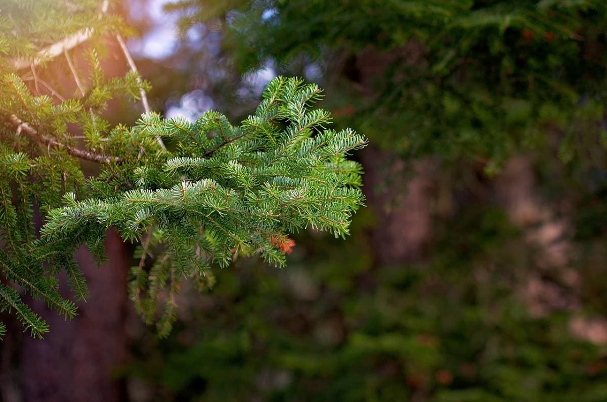 Tips for IPS Beetle Treatment | American Arbor Care