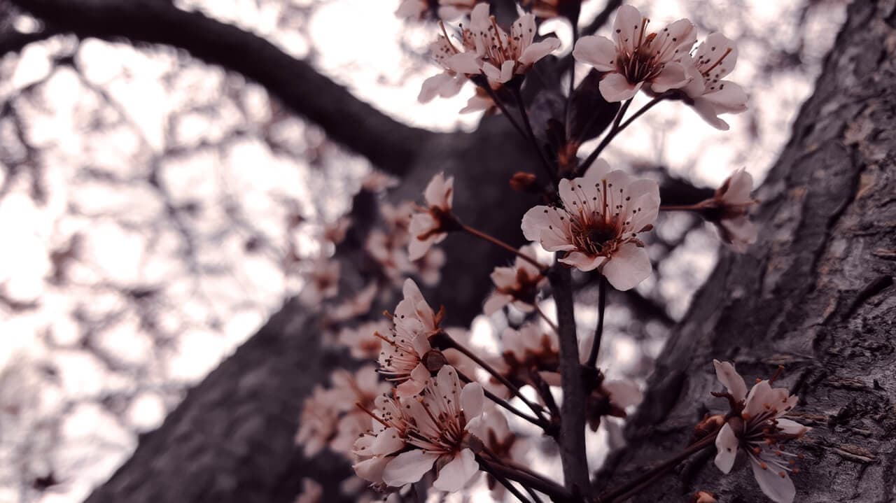 How to Prevent Aphids & Mites on Trees | American Arbor Care