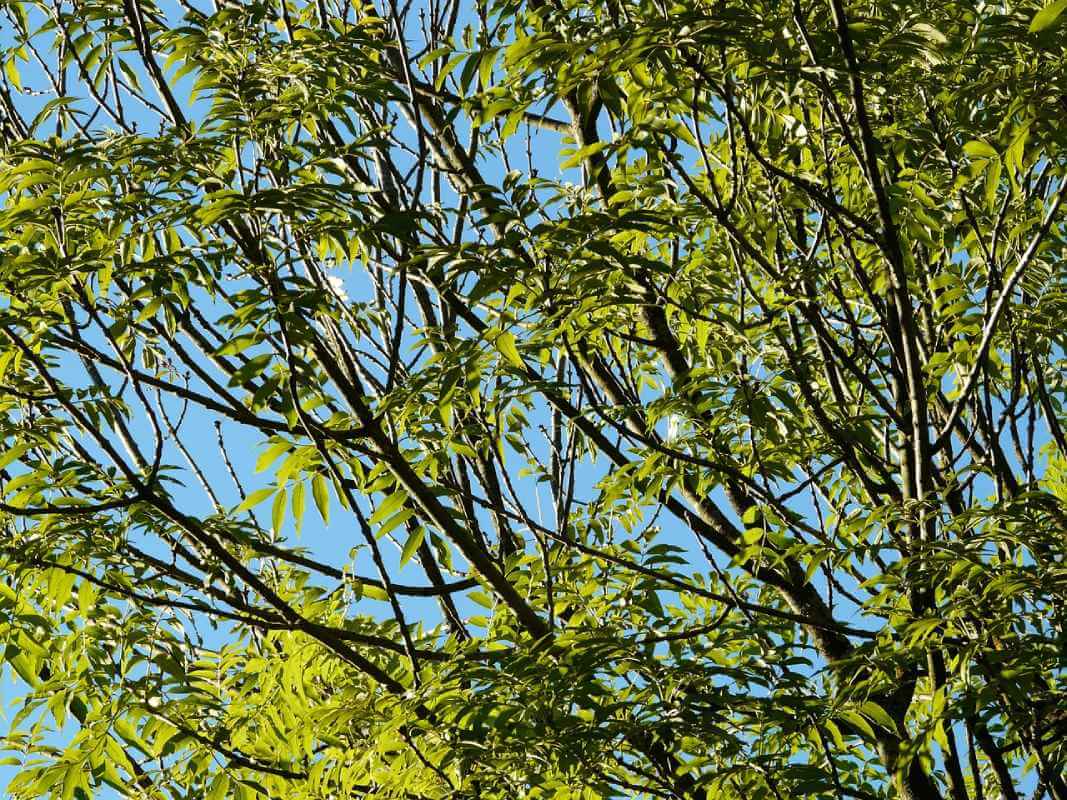 How to Treat Tree Infestations | American Arbor Care