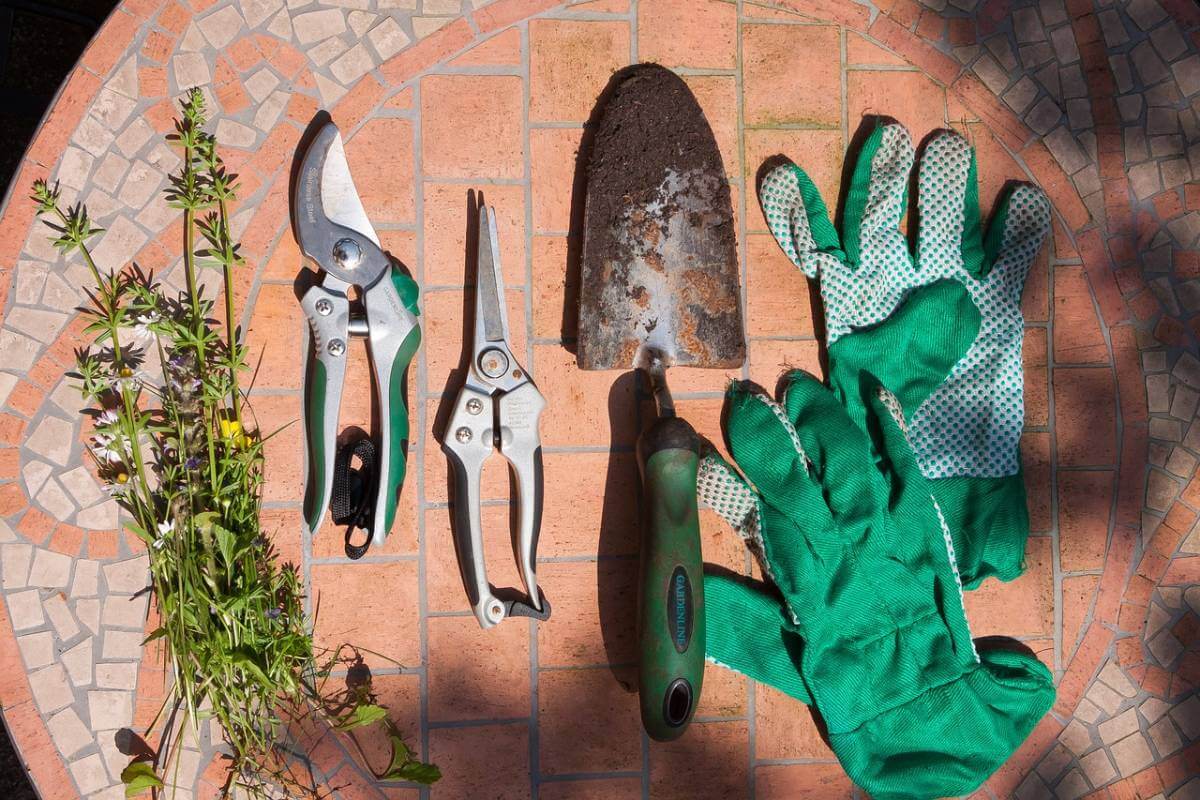 Shrub & Tree Pruning Tips | American Arbor Care