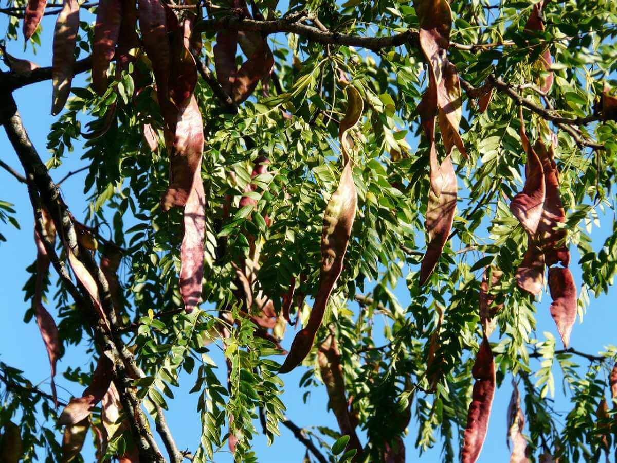 Tips for Tree Borer Treatment | American Arbor Care