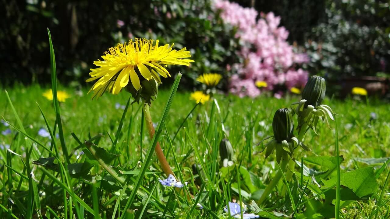How to Revive a Lawn Full of Weeds | American Arbor Care
