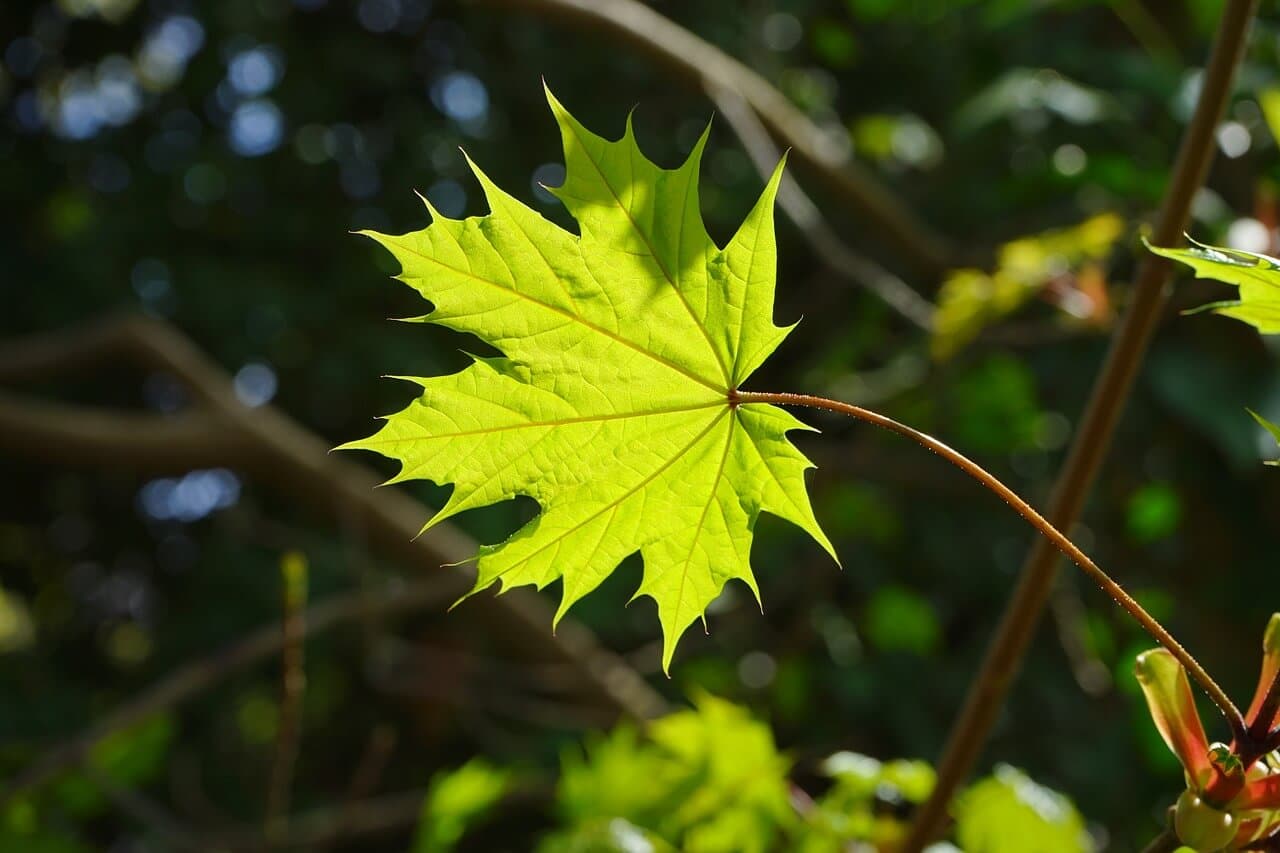 How to Remove Insects from Plants, Trees & Shrubs | American Arbor Care