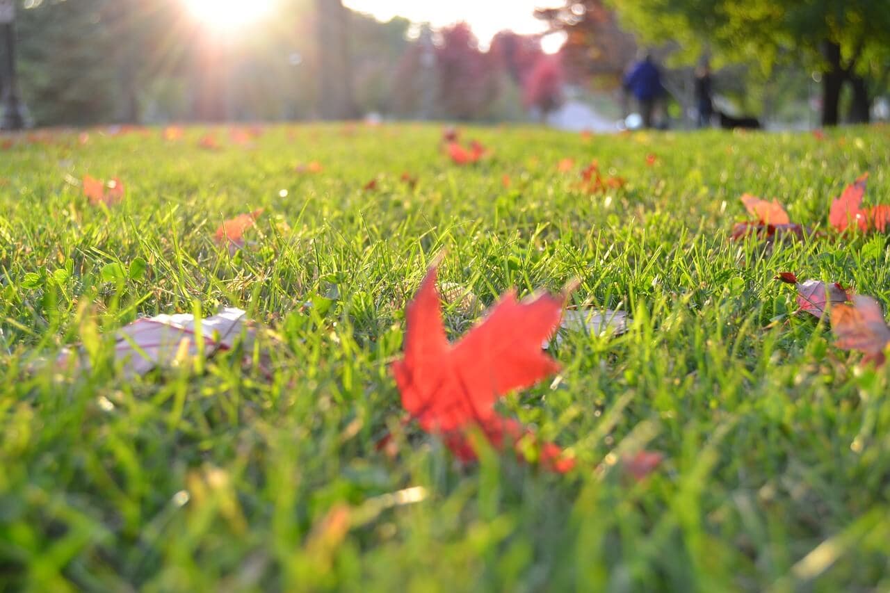 How to Prevent Sod Webworms & Japanese Beetles | American Arbor Care