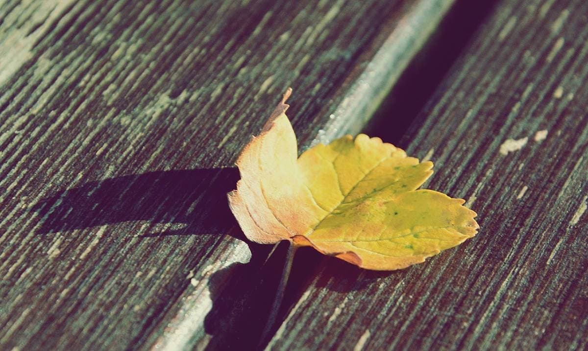 How to Treat Iron Chlorosis for Trees & Plants | American Arbor Care