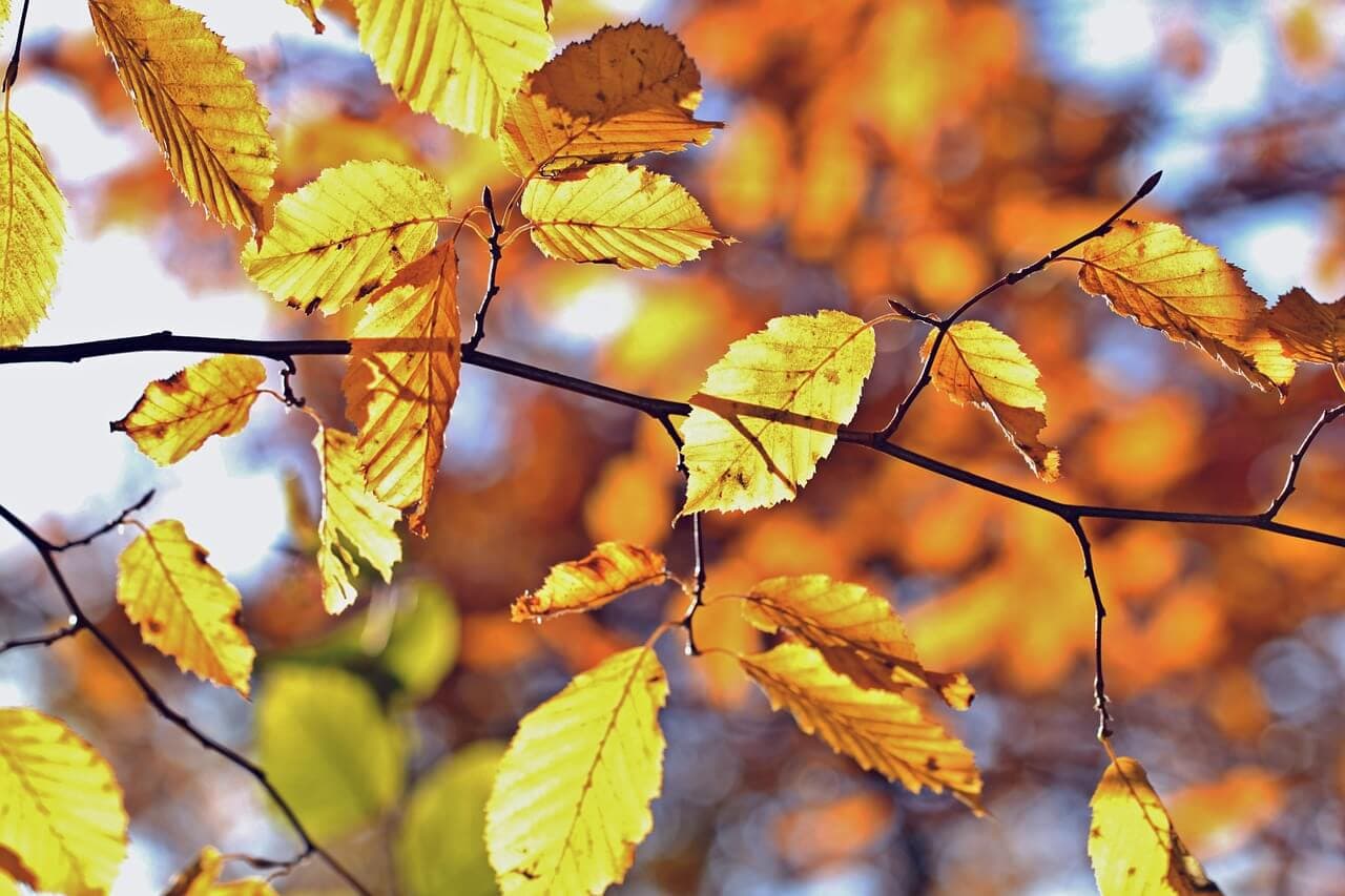 When Do Leaves Fall From Trees? | American Arbor Care