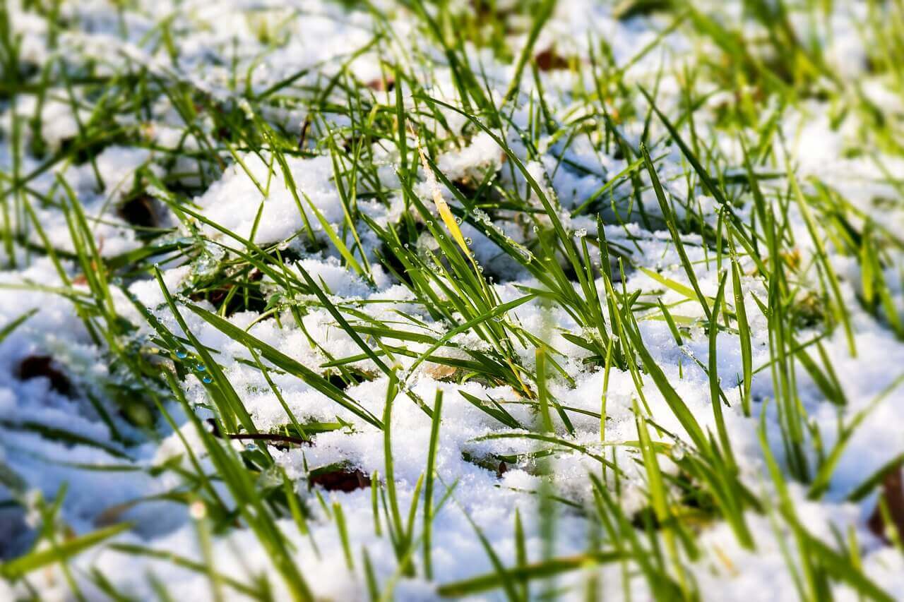 How to Manage Snow Mold on Grass | American Arbor Care