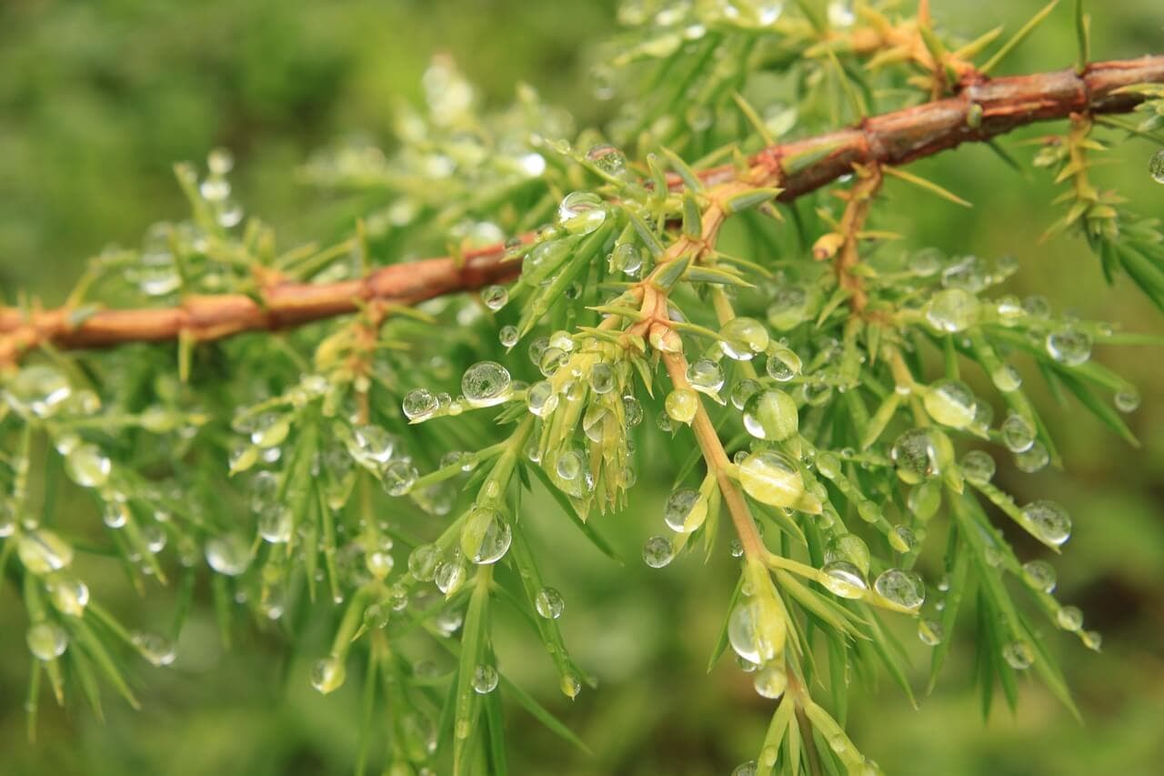 How to Prevent Winter Damage to Trees | American Arbor Care