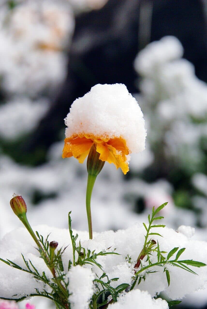 How to Protect Plants from Snow & Storms | American Arbor Care