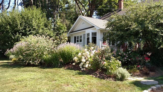 Choosing Native Trees and Plants | American Arbor Care