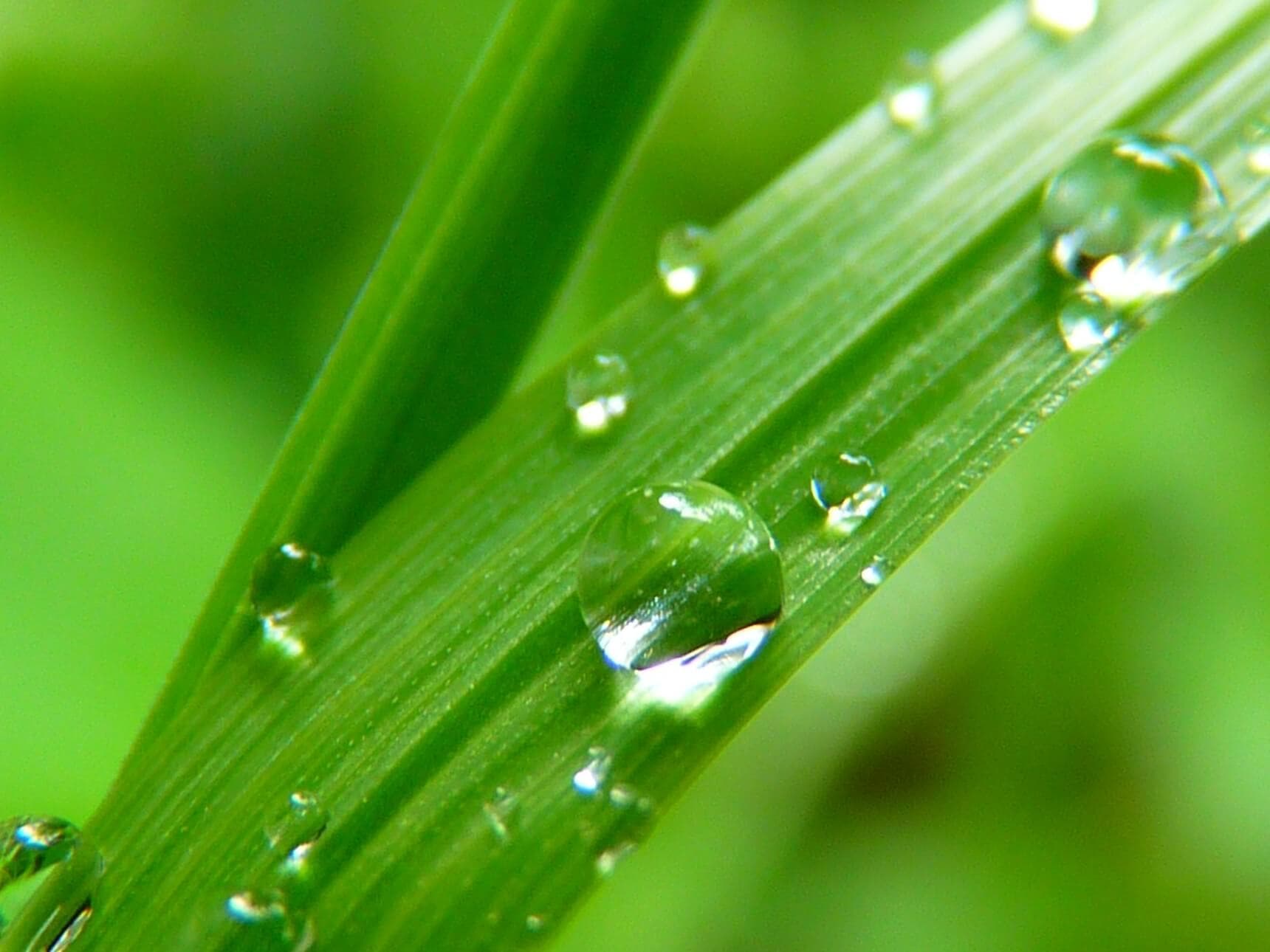 Landscaping Water Management Tips | American Arbor Care