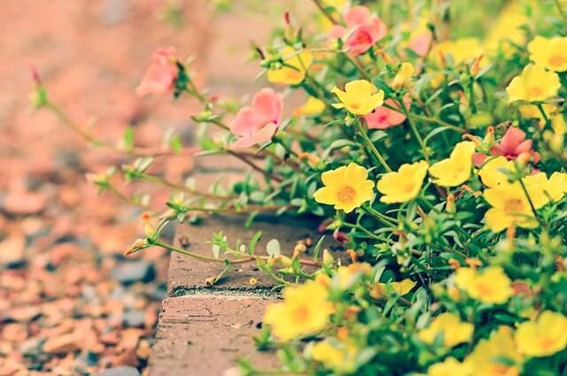Spring Lawn Care Tips & Recommendations | American Arbor Care