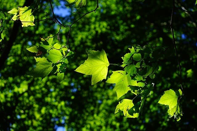 Spring Tree Care Tips | American Arbor Care