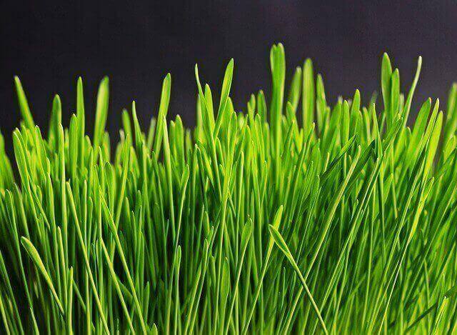 Turf Grass Landscaping Tips | American Arbor Care