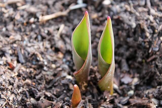 Landscape Mulching Tips and Tricks | American Arbor Care