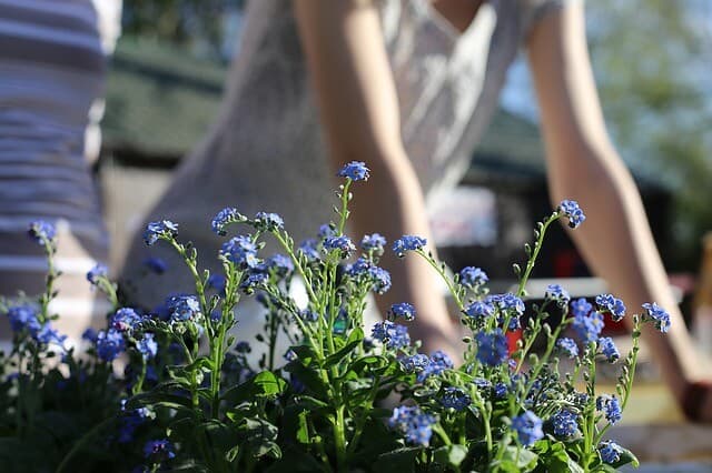 Best Tools to Buy for Your Landscaping in Denver and When to use Professionals
