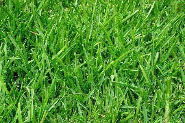 Best Lawn Watering Schedule Tips | American Arbor Care