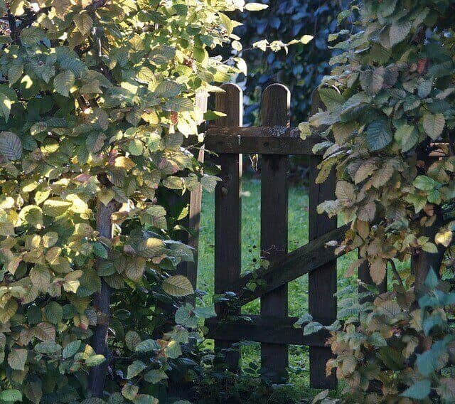 Top 5 Yard Maintenance Tips | American Arbor Care