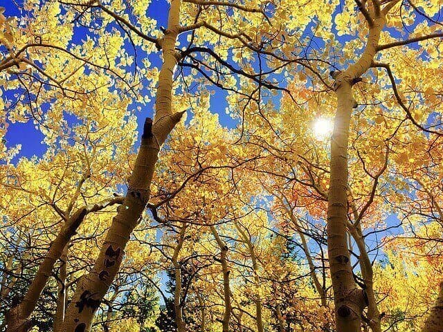 Fall Landscape & Lawn Winterization Tips | American Arbor Care