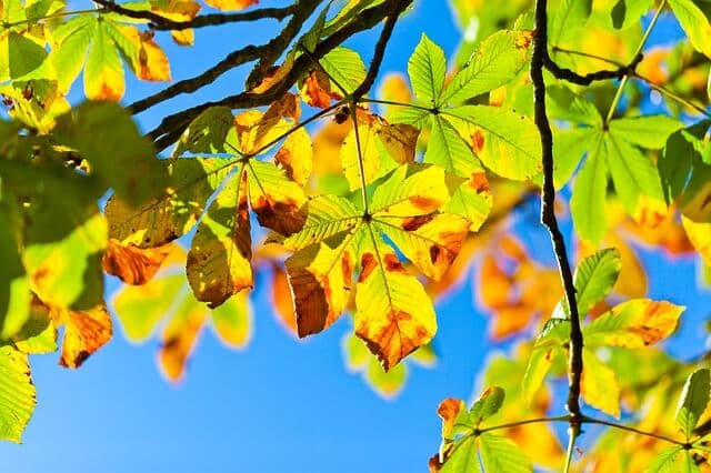 Fall Pruning & Tree Trimming Tips | American Arbor Care