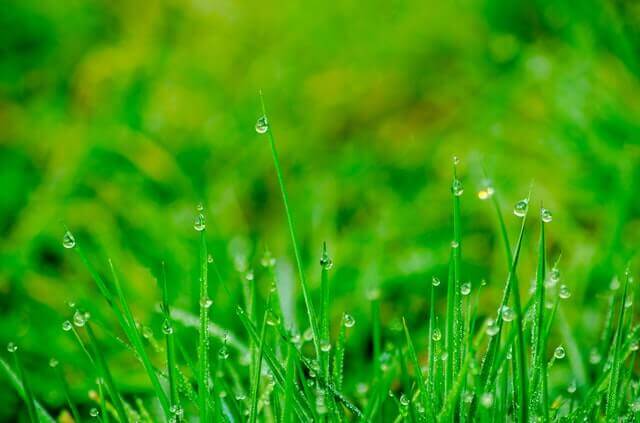 Dry Fall Watering Tips & Techniques | American Arbor Care