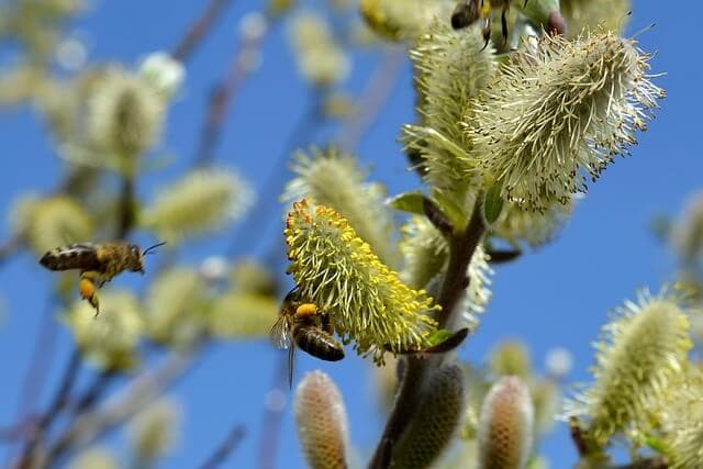 Tips for Self Pollinating Plants & Trees | American Arbor Care