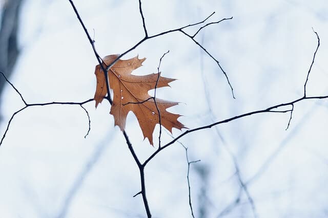 How to Protect Young Trees in Winter | American Arbor Care