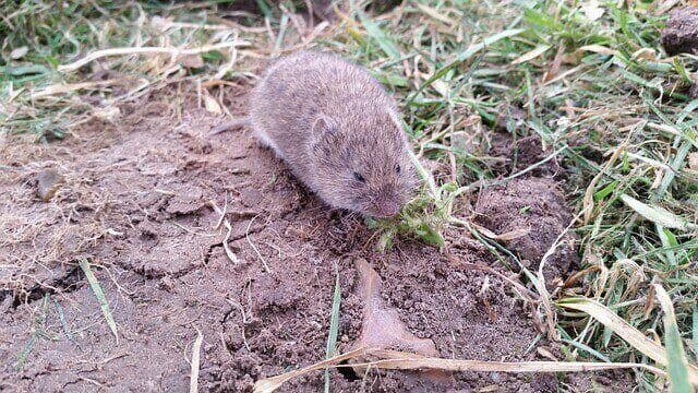 Vole & Squirrel Removal Tips | American Arbor Care