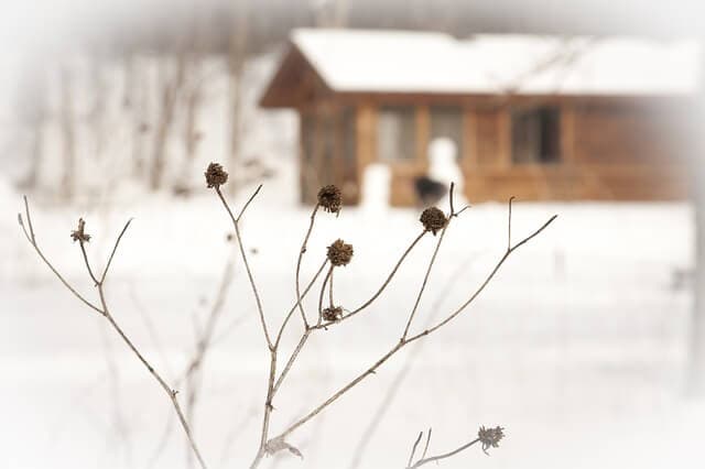 How to Prepare Plants for Winter | American Arbor Care