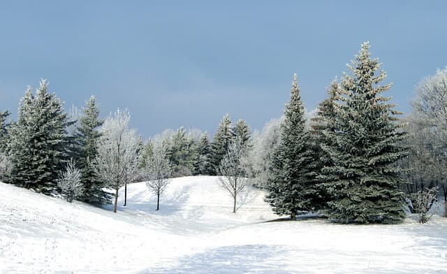 Protecting Evergreens From Winter Damage | American Arbor Care