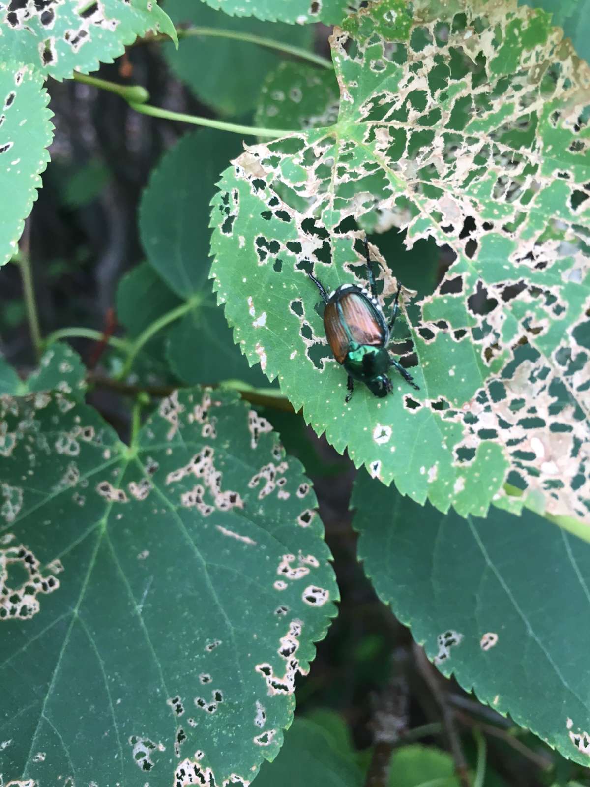 How to Prevent Insects in Plants & Lawn | American Arbor Care