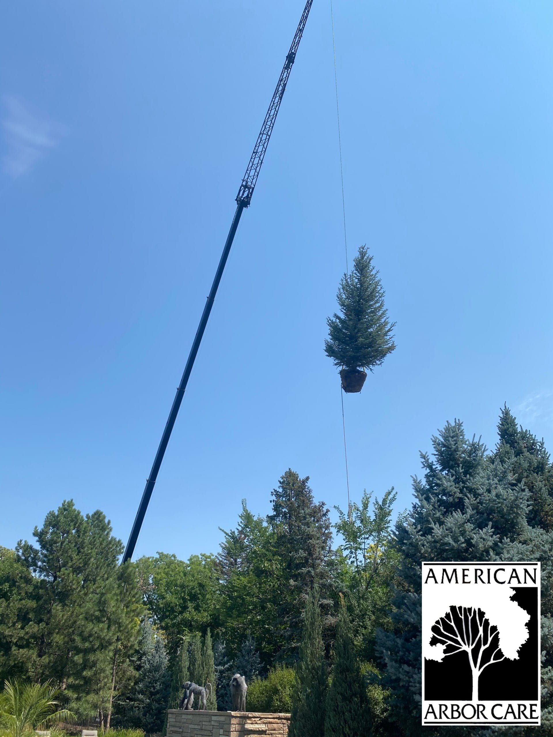 Gustavo planting a tree by crane