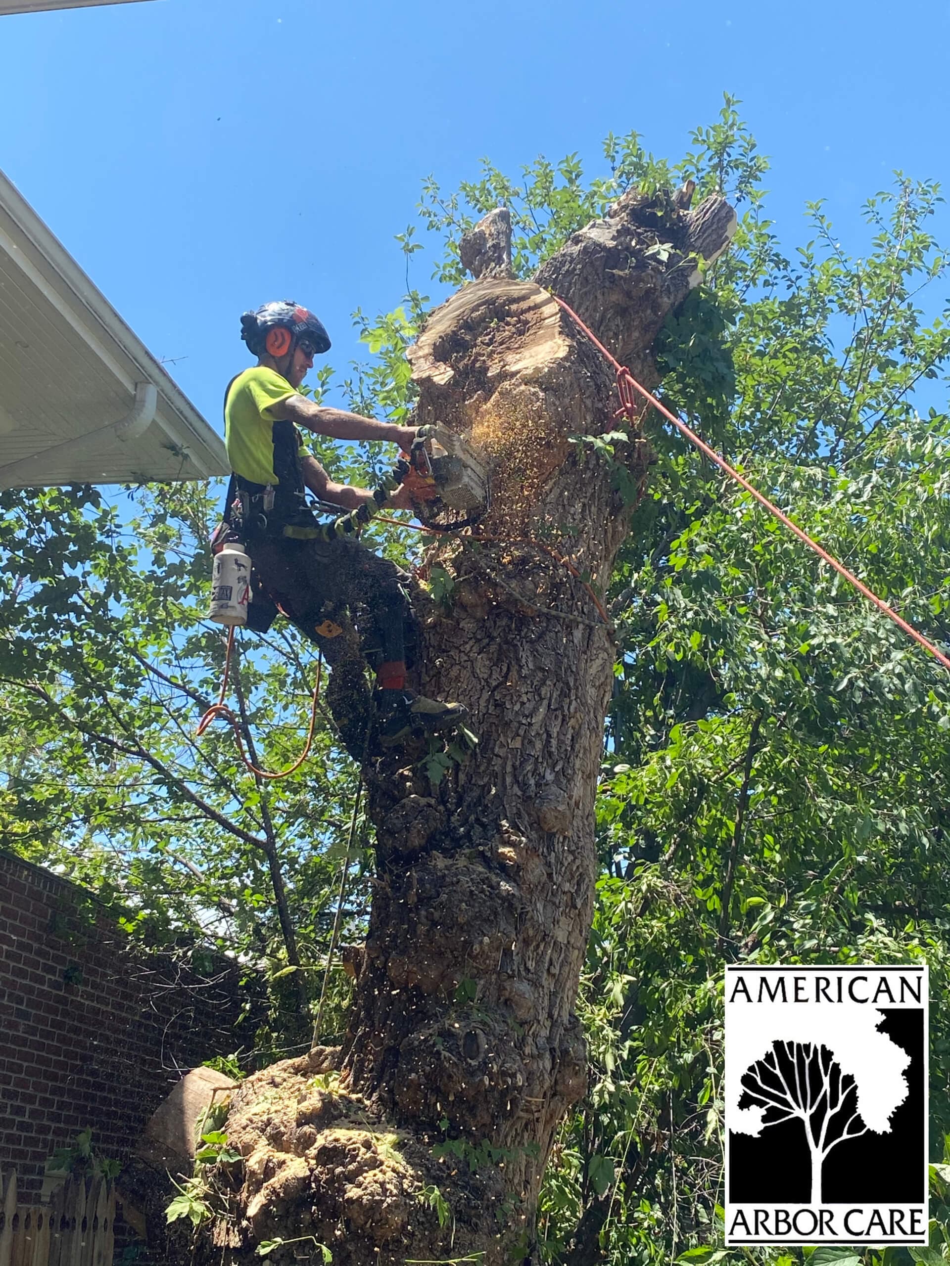 Worker using a chainsaw on a tree trunk while supported by ropes