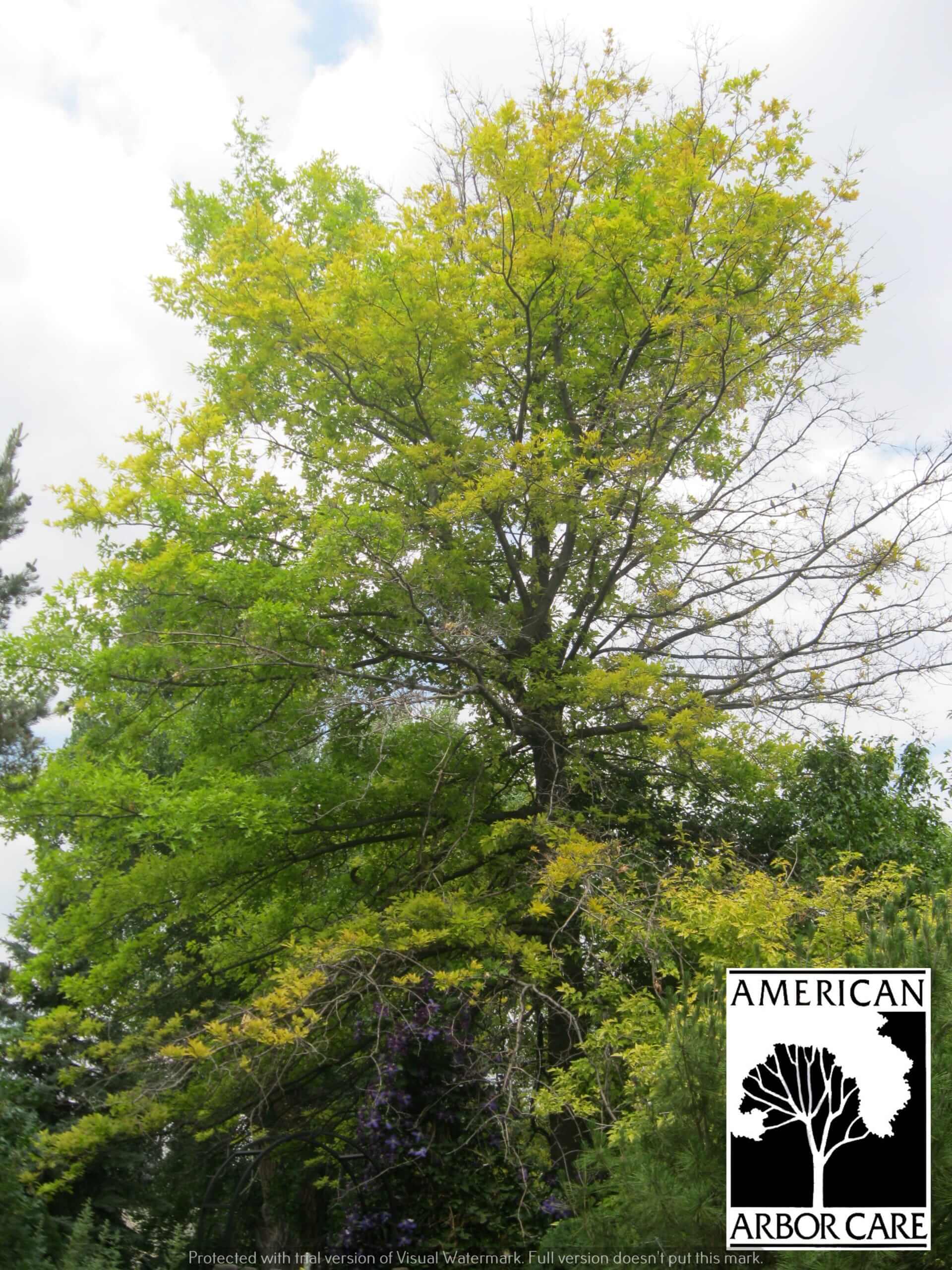 Tree with yellowing leaves and sparse foliage near the top of its canopy