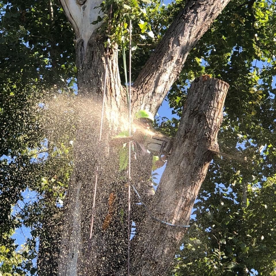 Worker cutting a large tree limb, with sawdust falling from the cut