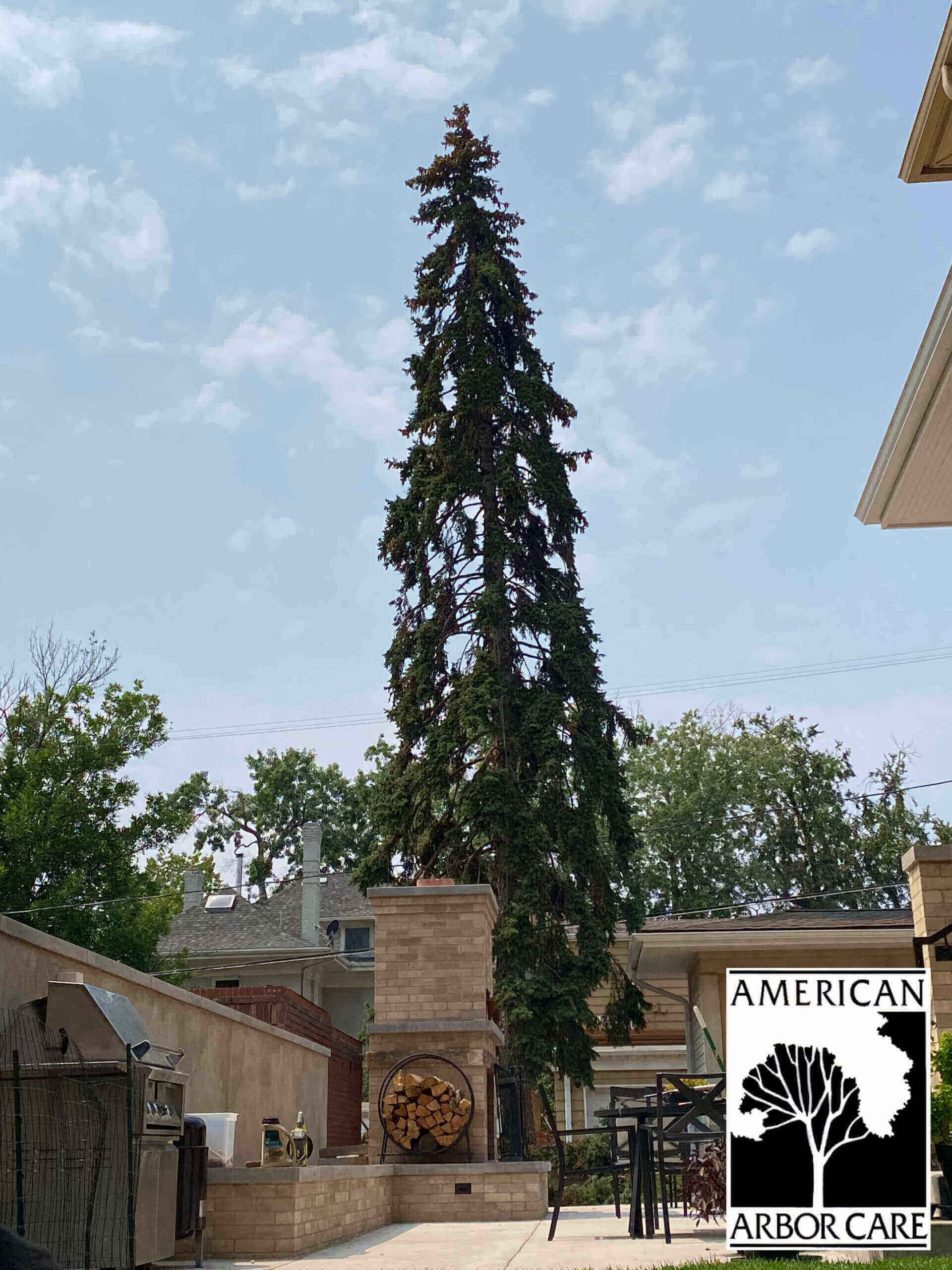 Riley pruning a spruce