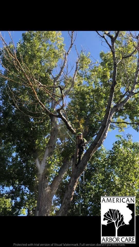 Pruning crew at work