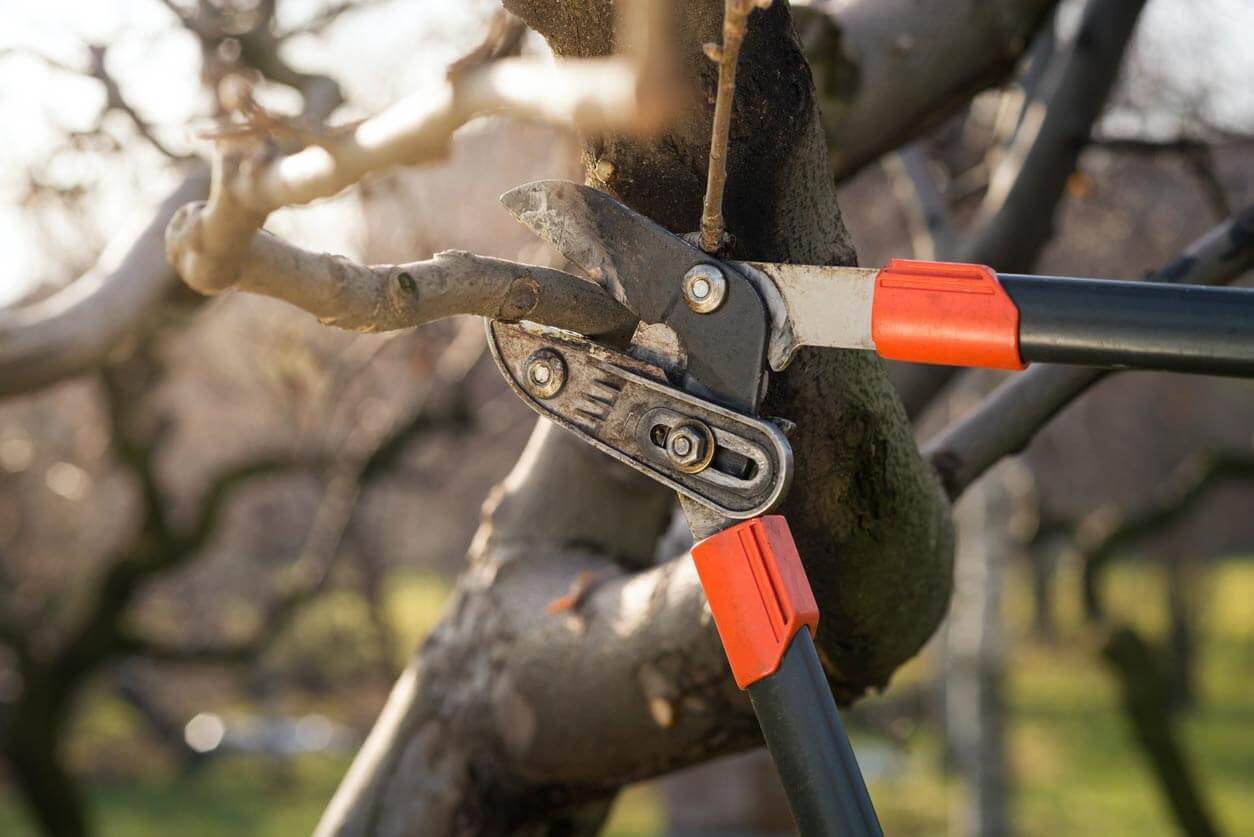 Tree work at American Arbor Care