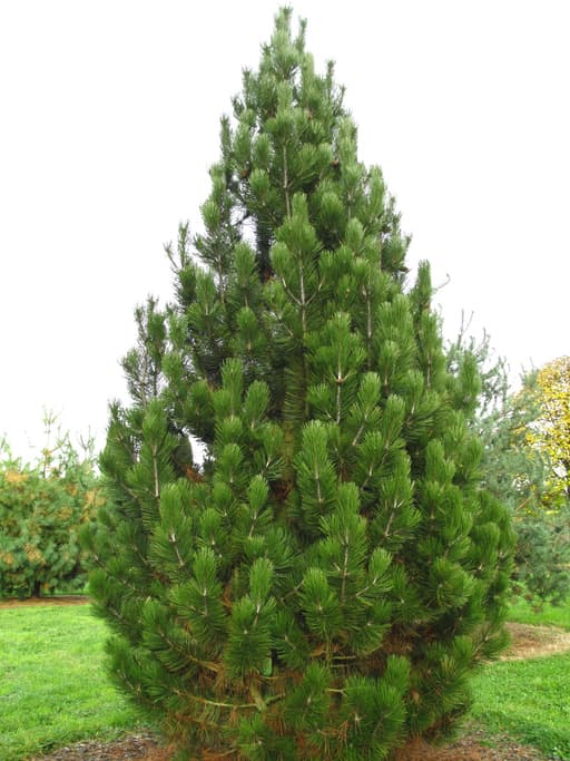 Pinus heldreichii