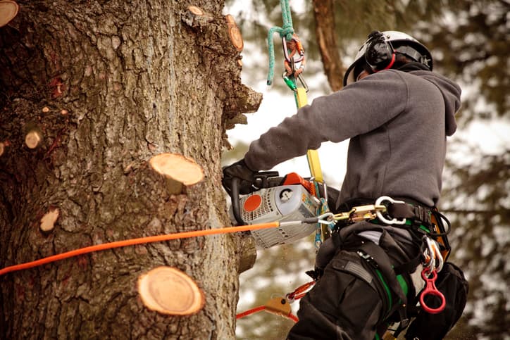 How to Hire an Arborist in Denver