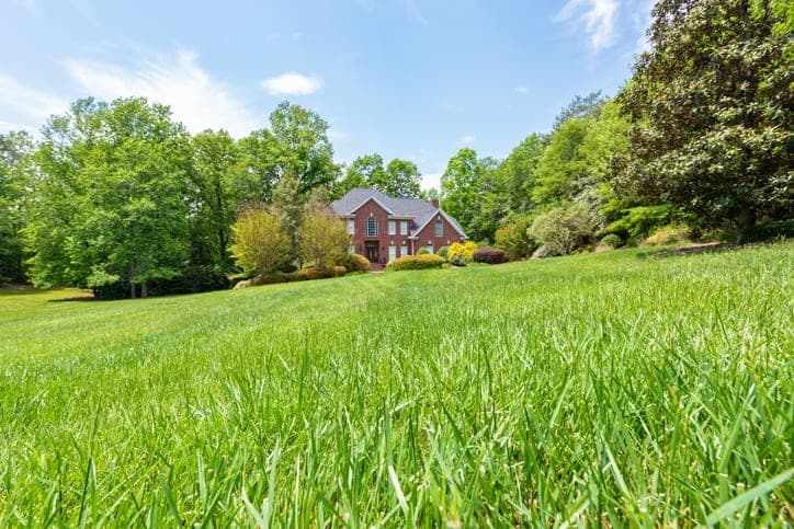 Best types of grass to plant in Denver - American Arbor Care