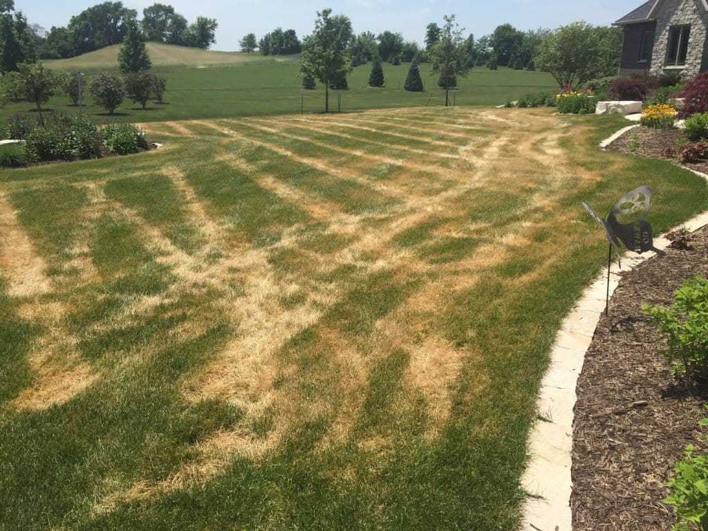 Ascochyta Leaf Blight