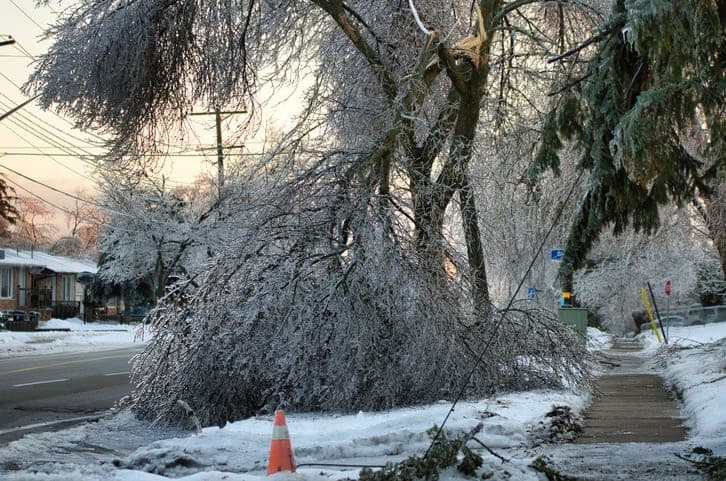 Repair a tree after snow