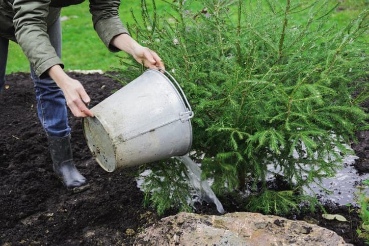 How to winter water plants - American Arbor Care