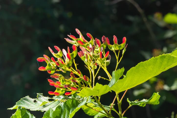 The Hot Wings Tatarian Maple