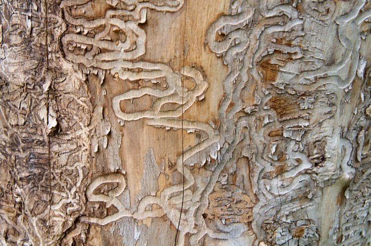 Winding insect galleries exposed beneath peeling tree bark